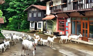Uçaklı Butik Doğu Karadeniz ve Batum Turu (1 Gece Batum 1 Gece Ayder Yaylası Konaklamalı)