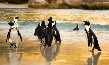 Muhteşem Güney Afrika Turu Qatar Havayolları ile 6 Gece Yaz Dönemi